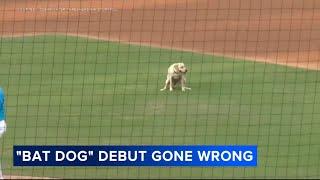 New 'bat dog' for Phillies single-A affiliate, Clearwater Threshers, goes viral for debut gone wrong