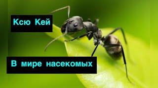 Ксю Кей В мире насекомых.