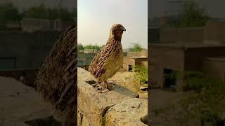 batair ki awaz #beautifulvoice #bird  batair ki awaz #batairsounds #batair ki awaz