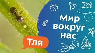 Мир вокруг нас: Тля