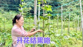 阿恋种的百香果渐渐开花结果，老房子又来一窝蜜蜂，又可以割蜜咯