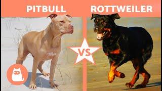 ROTTWEILER vs. PITBULL Breed Comparison  (Differences in Characteristics, Care and Health)