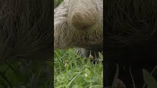 Have You Ever Seen the Tail of a Sloth?