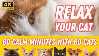Meditation Indian Music in Cat Heaven [4K] Relax calm your lonely or anxious cat - Live Shelter Cam