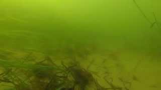 Manchester-by-the-Sea,MA Underwater Invasive Algae