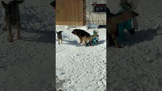 Собака защитила ребёнка!