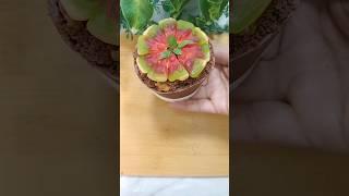 mini pizza chocolate pot #shorts #taniskitchen #chocolate