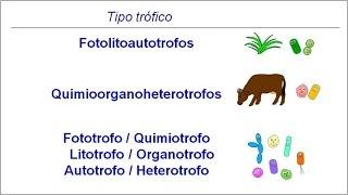 Metabolismo microbiano 01. Introducción: Tipos tróficos