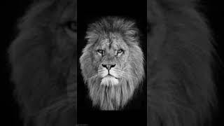 #LionImage#lionphoto#lionphotography#lion#lioncity#lionstatus#lionscouttv#lionalchemist#LionChange