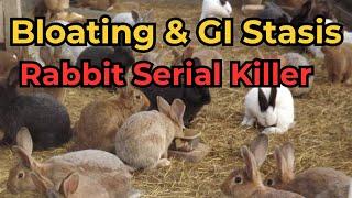 Gi stasis and Bloating in Rabbits Causes and treatment