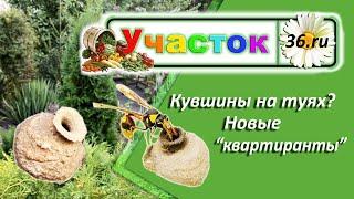 Откуда кувшины на туях? Кто их делает?