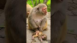 monkey crying sound for her dead baby #ytshorts