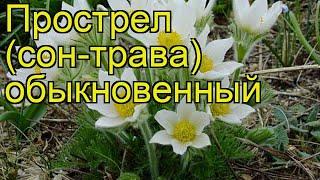 Прострел обыкновенный. Краткий обзор, описание характеристик, где купить саженцы pulsatilla vulgaris