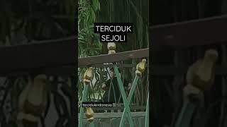 TERCIDUK SEPASANG REMAJA