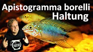 Apistogramma borelli opal - HALTUNG Borellis Zwergbuntbarsch