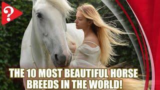 The 10 Most Beautiful Horse Breeds in the World