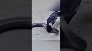 Black Mamba vs King Cobra