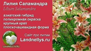 Лилия Саламандра | Lilium Salamandra в саду