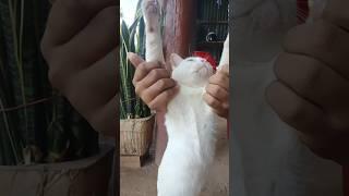 #cat .
