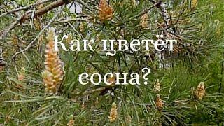 Как цветет сосна?