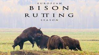 European BISONS wild animals FIGHTING