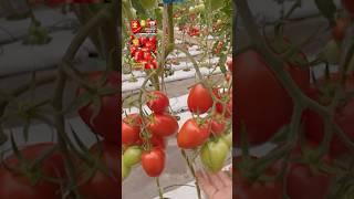 Томат, у которого все СУПЕР! Супер урожайный, супер ранний, супер вкусный! #сад #дача #огород #томат