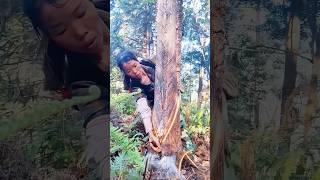 Harvesting Pine Resin Tips: A Natural Extract Used in Medicine, Fragrance, and Industry