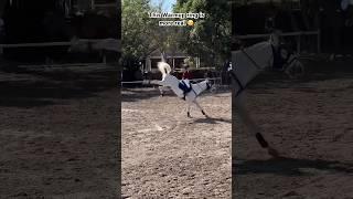 Fail ️‼️ So annoying to fall here!  #gilaryeq #equestrian #showjumping #horse #horseriding #pony