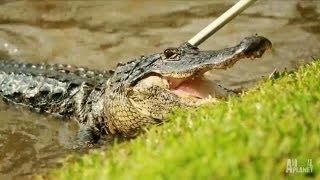 Dangerous Deep Water Rescue | Gator Boys