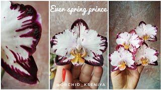 Phal. Ever Spring Prince / Легенда - азиатский фаленопсис с вариантами цветения, белая орхидея