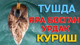 Туш табири - Тушда яра босган урдак куриш