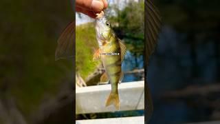 Capture COMPILATION pt 2 #shorts #fishing #pesca #pescare #pesce #viral #perte #reelfishing