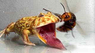 Give the  frog the queen of the giant hornet .../ Pacman frog , African bullfrog【LIVE FEEDING】