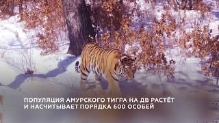 Популяция амурского тигра на Дальнем Востоке растёт!