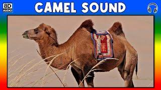  CAMEL SOUND - CAMEL SOUND EFFECT - SOUND OF CAMEL - NOISE OF CAMEL