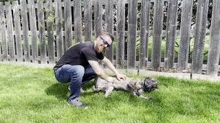 Dave K---Suburban K9 Chicago Dog Trainer