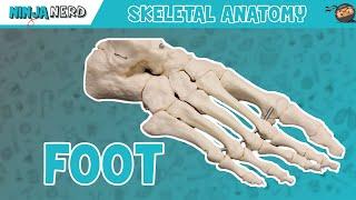 Foot Anatomy | Bones of the Foot