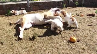 American bulldog playing with jack russell terrier puppies