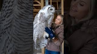 Real giant snowy owl #shorts