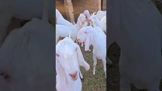 Eid 2025 video viral Pakistan Sabir goat farm video