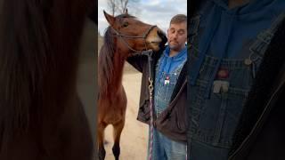 Our New Horse Is Learning To Trust Her Human