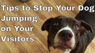 Train your Your Dog to Stop Jumping On Guests