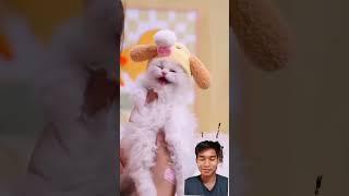 #cat #funny #pets #funnycats #kitten #cute #meow #trendingshorts #imut #viralshorts #shorts #short