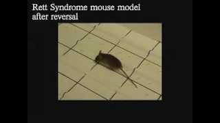 Mouse After Reversal | Rett Syndrome Research Trust