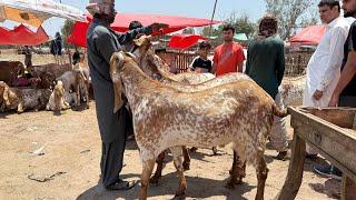 Live Soda Rajanpuri Bakre Mazhar Biba Official Qurbani 2025