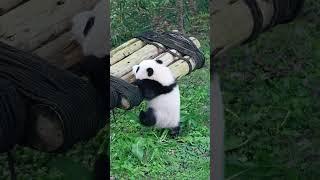 Panda: Can someone help me climb onto the swing?