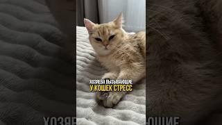 Хозяева вызывающие у кошек стресс 