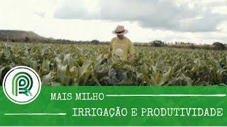 Saiba como chegar a 300 sacas de milho por hectare