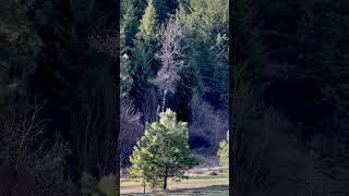 They Are Everywhere - Beautiful Sounds of Nature 🪶 #nature #asmr #subscribe