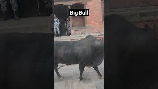 Big Bull #stockmarket #animals #crypto #bitcoin #ai #finance